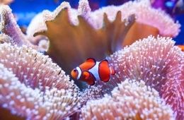 400-year temperature record shows Great Barrier Reef is facing catastrophic damage