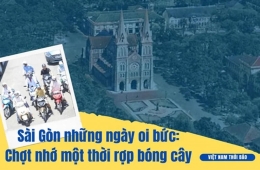 Sài Gòn những ngày oi bức, chợt nhớ một thời rợp bóng cây!